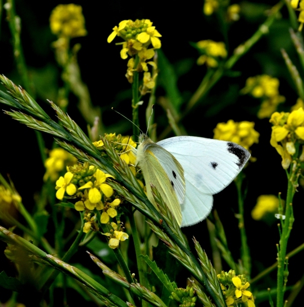 id lepidottero pieris..?